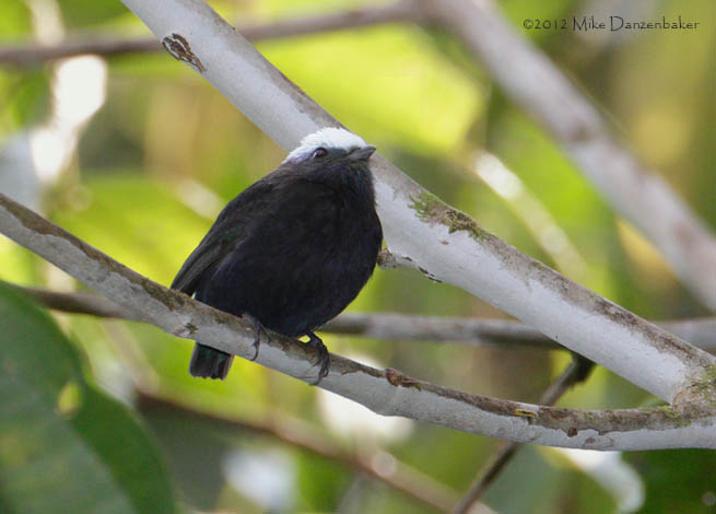 Blue-rumped Manakin (Lepidothrix isidorei) photo image