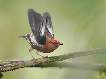Club-winged Manakin (Machaeropterus deliciosus) photo image