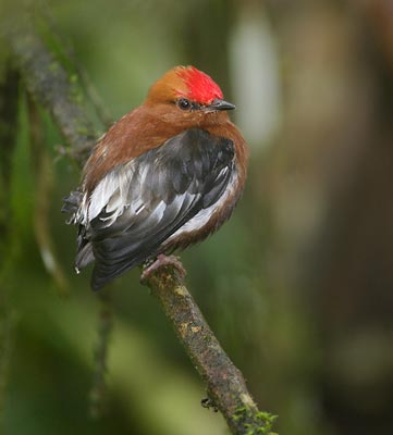 Club-winged Manakin (Machaeropterus deliciosus) photo image
