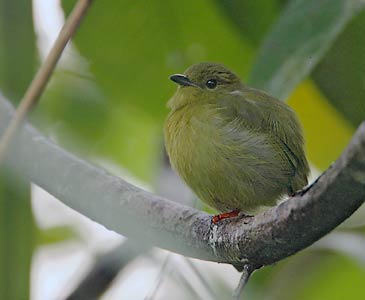Golden-collared Manakin (Manacus vitellinus) photo image