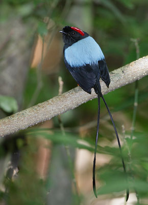 Long-tailed Manakin (Chiroxiphia linearis) photo