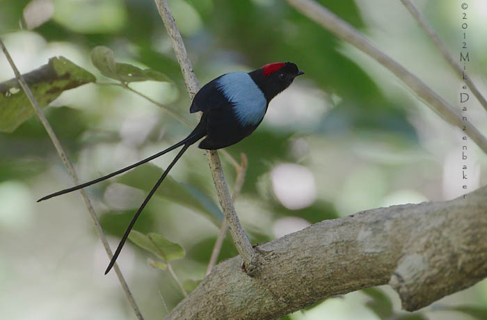 Long-tailed Manakin (Chiroxiphia linearis) photo