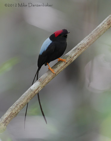 Long-tailed Manakin (Chiroxiphia linearis) photo