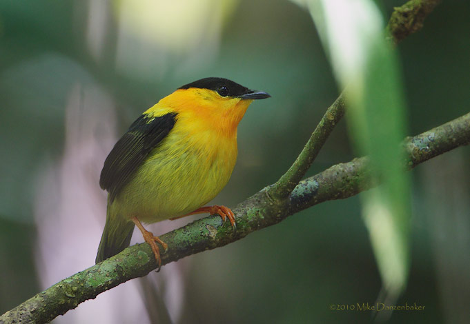 Orange-collared Manakin (Manacus aurantiacus) photo