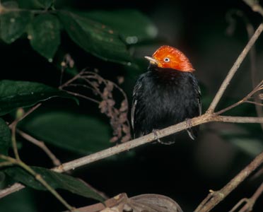 Red-capped Manakin (Dixiphia mentalis) photo image