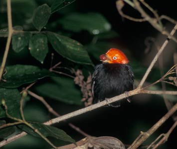 Red-capped Manakin (Dixiphia mentalis) photo image