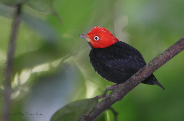 Red-capped Manakin (Pipra mentalis) photo