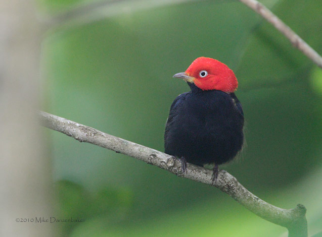 Red-capped Manakin (Pipra mentalis) photo