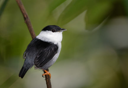 White-bearded Manakin (Manacus manacus) photo image