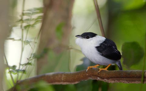 White-bearded Manakin (Manacus manacus) photo image