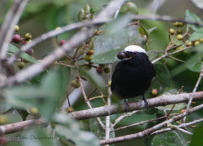 White-crowned Manakin (Dixiphia pipra) photo