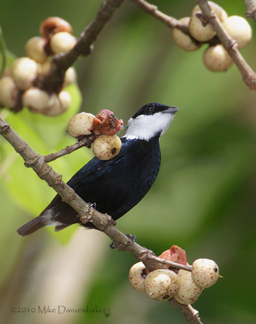 White-ruffed Manakin (Corapipo altera) photo image