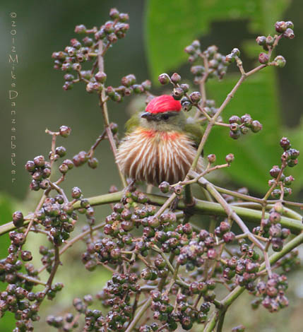 Western Striped Manakin (Machaeropterus striolatus) photo