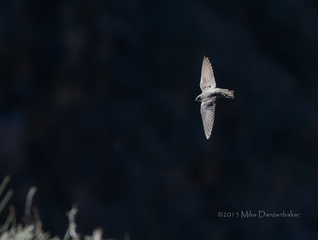 Eurasian Crag Martin (Ptyonoprogne rupestris) photo