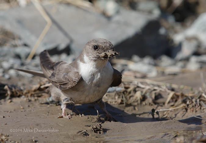Eurasian Crag Martin (Ptyonoprogne rupestris) photo