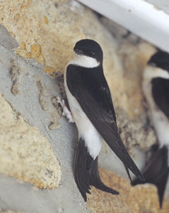 Common House Martin (Delichon urbicum) photo image