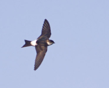 Common House Martin (Delichon urbicum) photo image