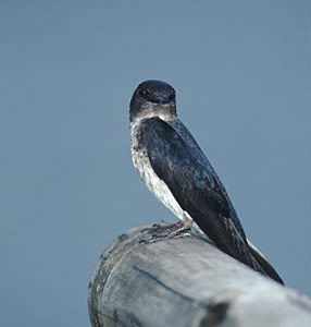 Gray-breasted Martin (Progne chalybea) photo image