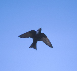 Purple Martin (Progne subis) photo image