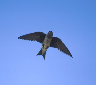 Purple Martin (Progne subis) photo image
