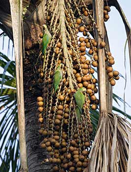Red-bellied Macaw (Orthopsittaca manilata) photo image