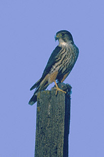 Merlin (Falco columbarius) photo image