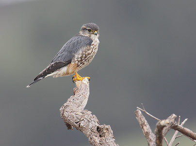 Merlin (Falco columbarius) photo