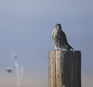 Merlin (Falco columbarius) photo image