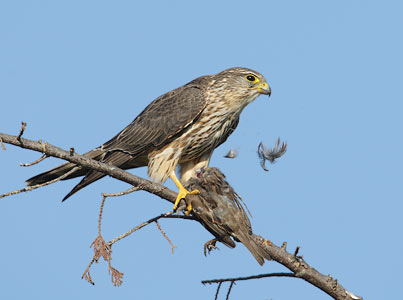 Merlin (Falco columbarius) photo image