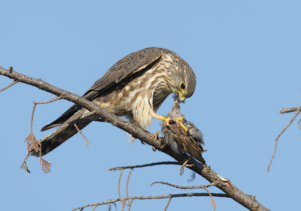 Merlin (Falco columbarius) photo image