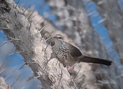 Subdesert Mesite (Monias benschi) photo