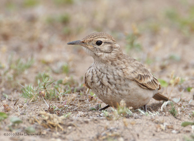 Common Miner (Geositta cunicularia) photo image
