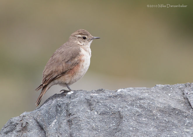 Rufous-banded Miner (Geositta rufipennis) photo image