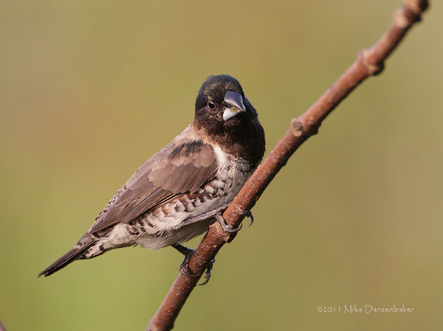 Bronze Mannikin (Lonchura cucullata) photo