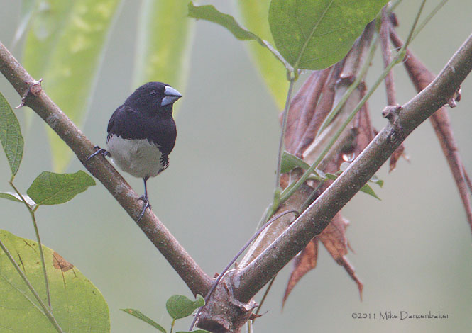 Black-and-white Mannikin (Lonchura bicolor) photo image