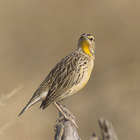 Eastern Meadowlark (Sturnella magna) photo image
