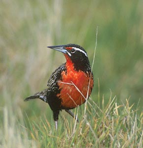Long-tailed Meadowlark (Sturnella loyca) photo image