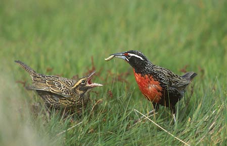 Long-tailed Meadowlark (Sturnella loyca) photo image