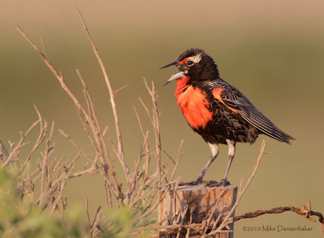 Peruvian Meadowlark (Sturnella bellicosa) photo image