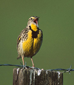 Western Meadowlark (Sturnella neglecta) photo image