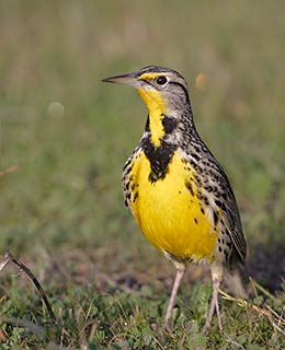 Western Meadowlark (Sturnella neglecta) photo image