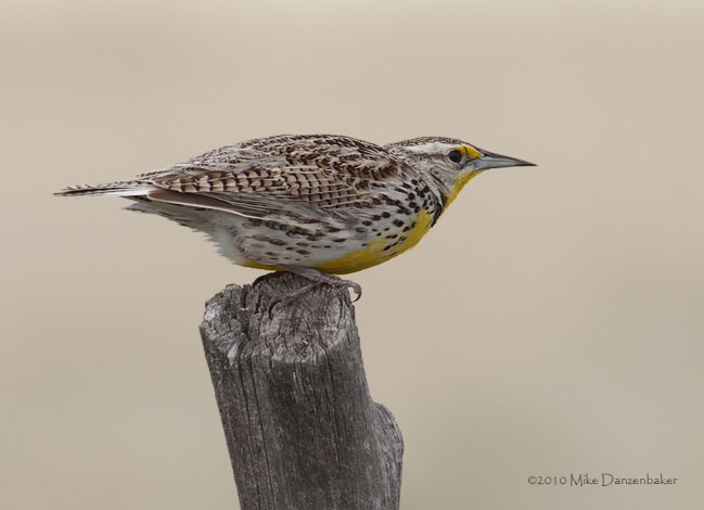 Western Meadowlark (Sturnella neglecta) photo image