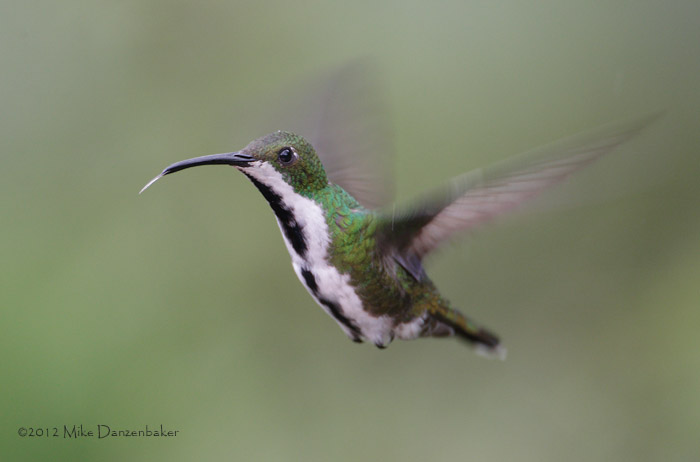 Black-throated Mango (Anthracothorax nigricollis) photo