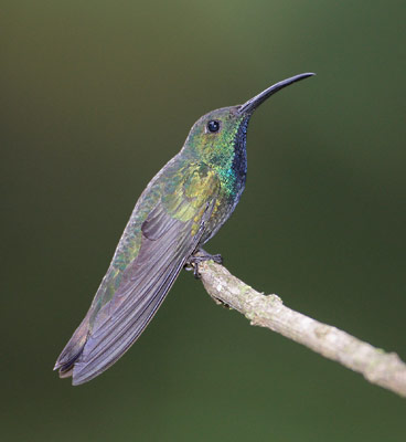 Green-breasted Mango (Anthracothorax prevostii) photo