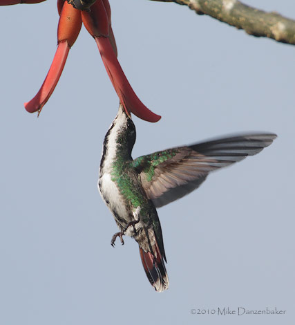 Veraguan Mango (Anthracothorax veraguensis) photo image
