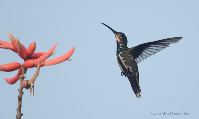 Veraguan Mango (Anthracothorax veraguensis) photo image