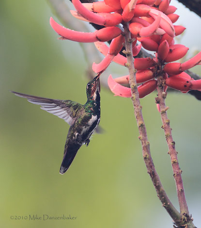 Veraguan Mango (Anthracothorax veraguensis) photo image
