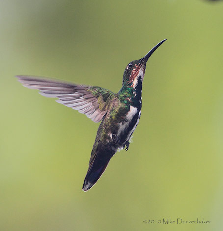 Veraguan Mango (Anthracothorax veraguensis) photo image
