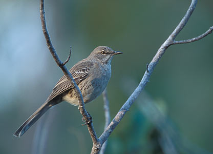 Bahama Mockingbird (Mimus gundlachii) photo image