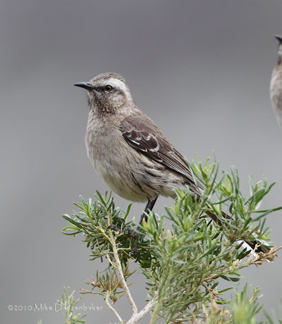 Chilean Mockingbird (Mimus thenca) photo image